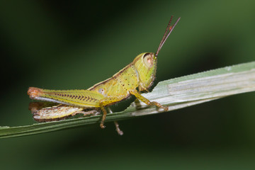 yellow-green grasshopper nymph eating green grass leaf