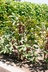 Large red burgundy organic okra plant in a home garden; urban gardening; save money, 