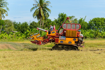 Combine harvester Working on rice field. Harvesting is the process of gathering a ripe crop