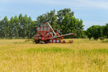 Fototapeta premium Combine harvester Working on rice field. Harvesting is the process of gathering a ripe crop