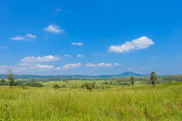 Fototapeta premium landscape of Savanna Forest and mountain with a blue sky and white clouds in the spring afternoon
