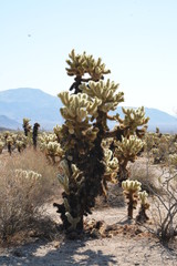 Cholla Cactus Garden - California USA