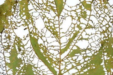 Fototapeta premium leaf with holes, eaten by pest as background