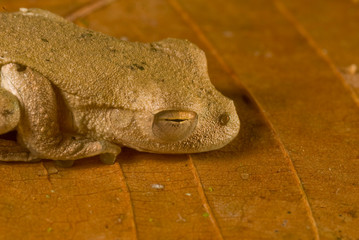 rana usando camuflaje contra depredadores