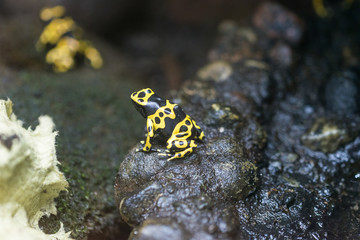 dendrobates leucomelas