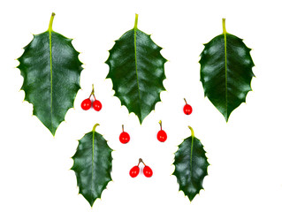 Holly Leaves and Berry