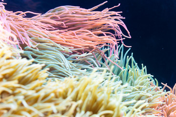 Naklejka na ściany i meble Heteractis magnifica, Colored long tentacle Anemone