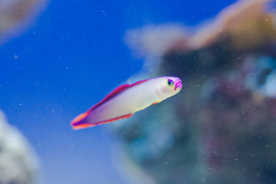 Nemateleotris decora - Elegant firefish