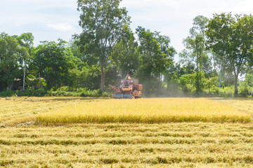 Combine harvester in action on rice field. Harvesting is the process of gathering a ripe crop