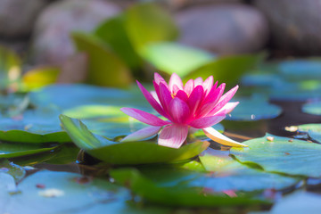 nymphaea alba - flower