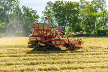 Fototapeta premium Combine harvester in action on rice field. Harvesting is the process of gathering a ripe crop