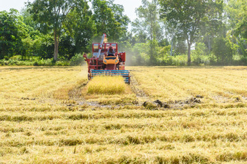 Combine harvester in action on rice field. Harvesting is the process of gathering a ripe crop