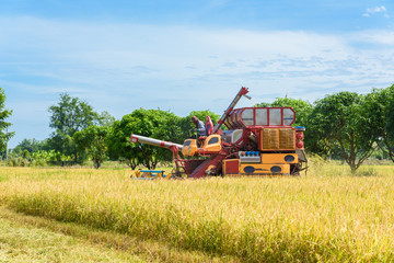 Obraz premium Combine harvester in action on rice field. Harvesting is the process of gathering a ripe crop