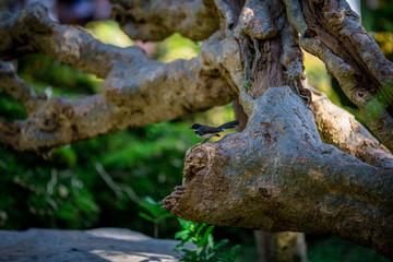 The background of leaves, wallpaper of nature green, is beautiful, according to the growth. Some species can change color by season.