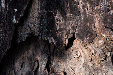 beautiful tree texture and background for work