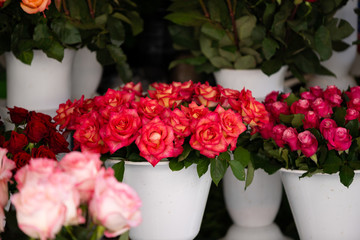 Fototapeta na wymiar a bouquet of red roses
