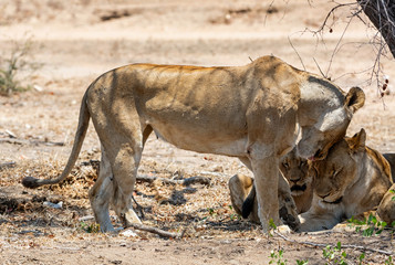 Female Lions