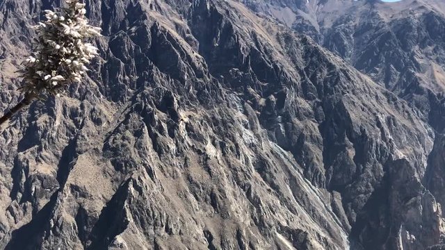 two condors flying over Colca river canyoun in Peru
