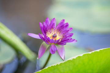 background of the flower(lotus) in a variety of colors (blue,pink,purple) in the pond,lake,canal,marsh,are beautiful in nature,someflowers have,small bee mixed withgays.Extend the next crop of plants.