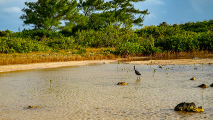  Beach Women or a white island. National Park near Cancun. Here you can rehearse each photographer. Birds, condors, pelicans, herons. There are many birds and the colors of nature are simply amazing.