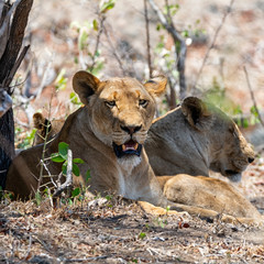 Female Lion