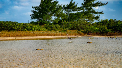  Beach Women or a white island. National Park near Cancun. Here you can rehearse each photographer. Birds, condors, pelicans, herons. There are many birds and the colors of nature are simply amazing.