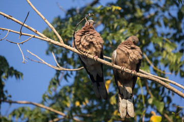 Brown Pigeon sitting on tree