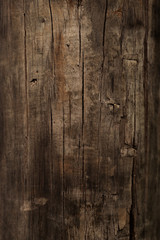 beautiful tree texture and background for work