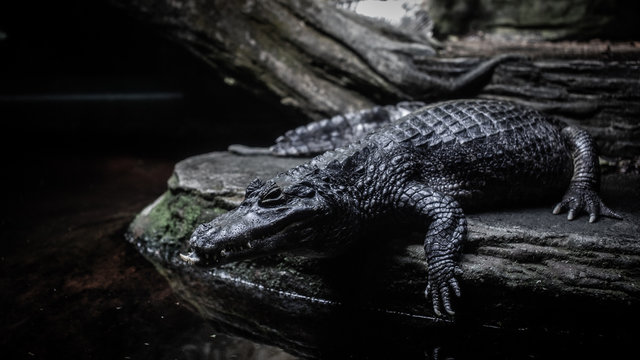 Crocodilian resting beside a log in a dark aquarium habitat
