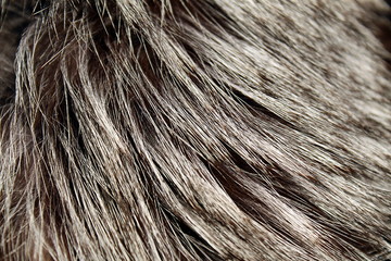 Texture natural fluffy long wild animal fur