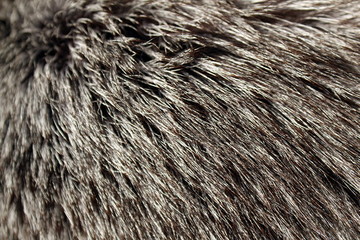 Texture natural fluffy long wild animal fur