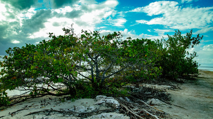 Fototapeta na wymiar Beach Women or a white island. National Park near Cancun. Here you can rehearse each photographer. Birds, condors, pelicans, herons. There are many birds and the colors of nature are simply amazing.