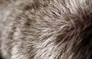 Texture natural fluffy long wild animal fur