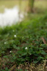green leaves and white flowers