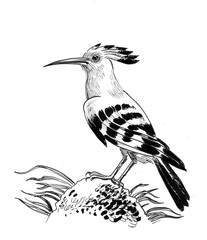 Hoopoe bird sitting on a rock. Ink black and white drawing © berdsigns