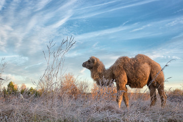 Camel walk