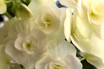 Fototapeta na wymiar Background flowers white color begonias bloomed beautifully in summer