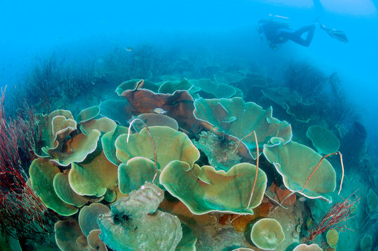 Perfect lettuce hard coral, cabbage coral, leafy cup coral with red sea whip on coral reefs in poor visibility at Koh Chang, Trat, Gulf of Thailand. Thailand underwater photography, top view.
