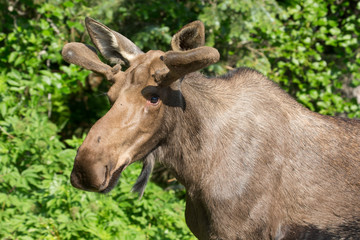 Wild moose in Kenai Fjords National Park (Alaska)