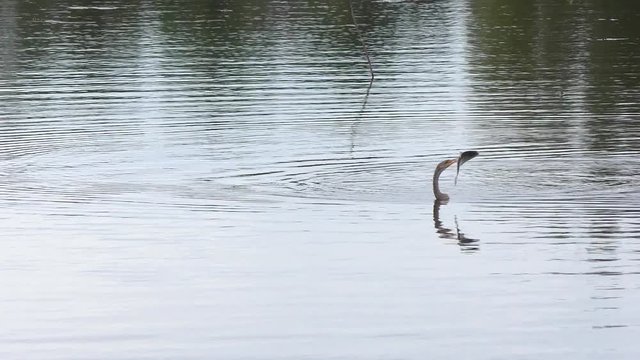 anhinga swims with a fish