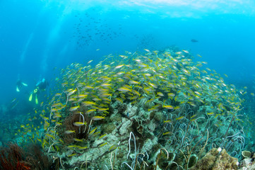Fototapeta na wymiar School of yellow fish (Big eye Snappers) on coral reef underwater in front of group of scuba divers in good visibility at Koh Chang, Trat, Gulf of Thailand. Thailand underwater photography.