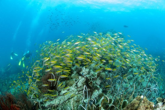 School of yellow fish (Big eye Snappers) on coral reef underwater in front of group of scuba divers in good visibility at Koh Chang, Trat, Gulf of Thailand. Thailand underwater photography.