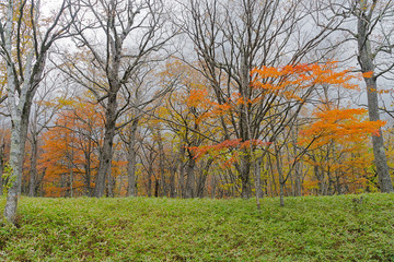 Nikko trekking route in autumn, Japan