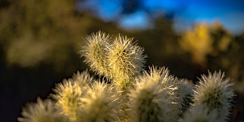 Close up of a cactus with thin white spikes