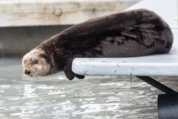 A wild sea otter in the waters of Seward, Alaska near Kenai Fjords National Park in the Kenai...
