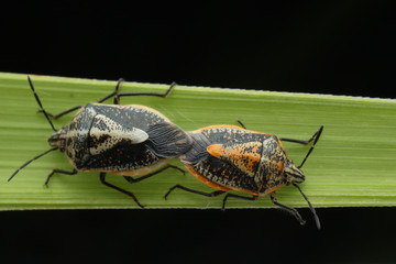 Bug Mating asian borneo