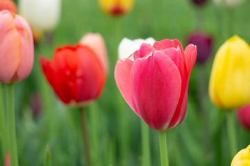 Obraz premium Tulip Boson, USA