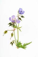 geranium flower isolated