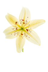 lily flower isolated