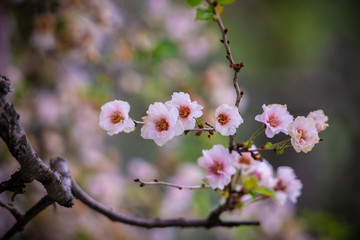 Cherry Blossoms